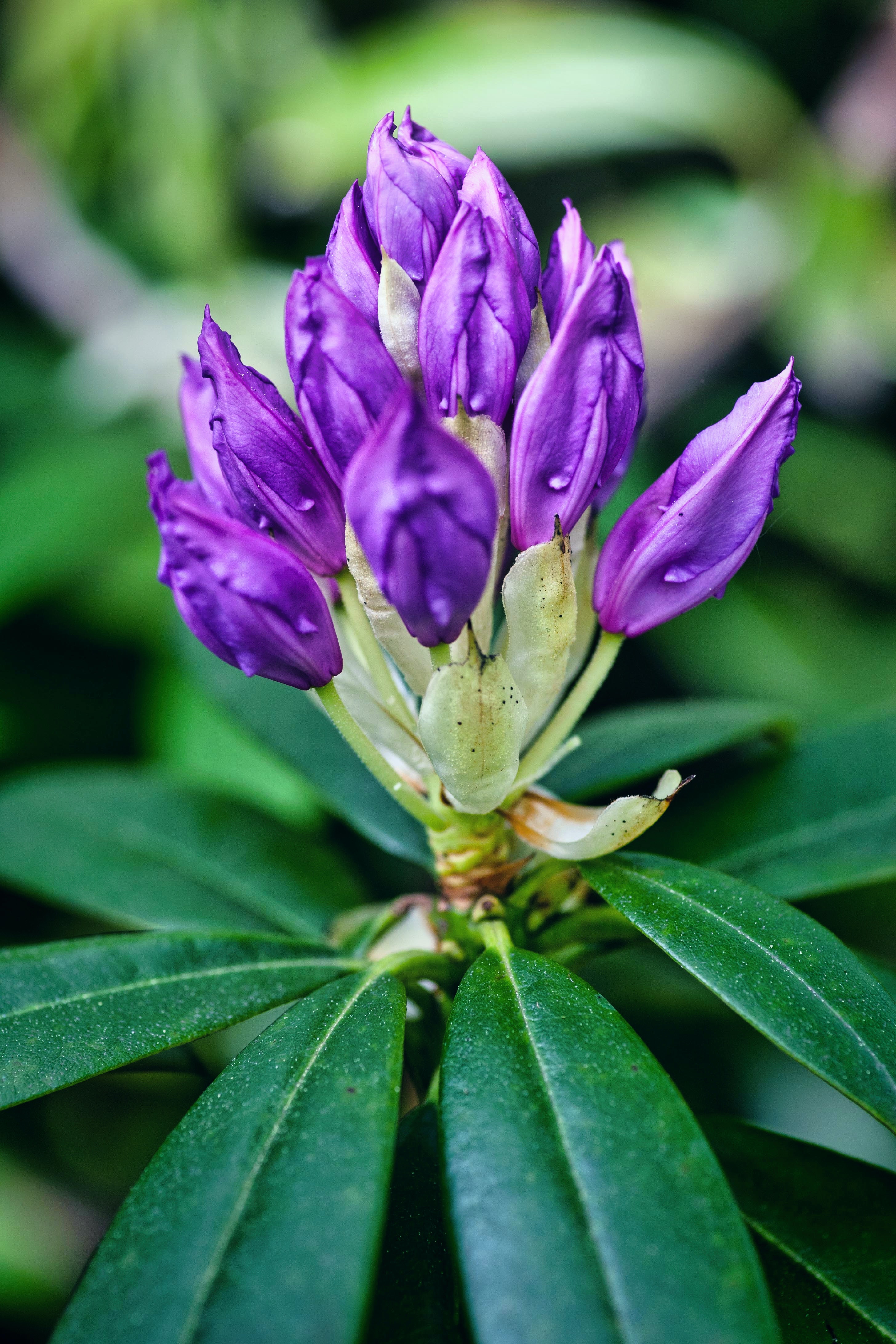 rhododendron picture 2