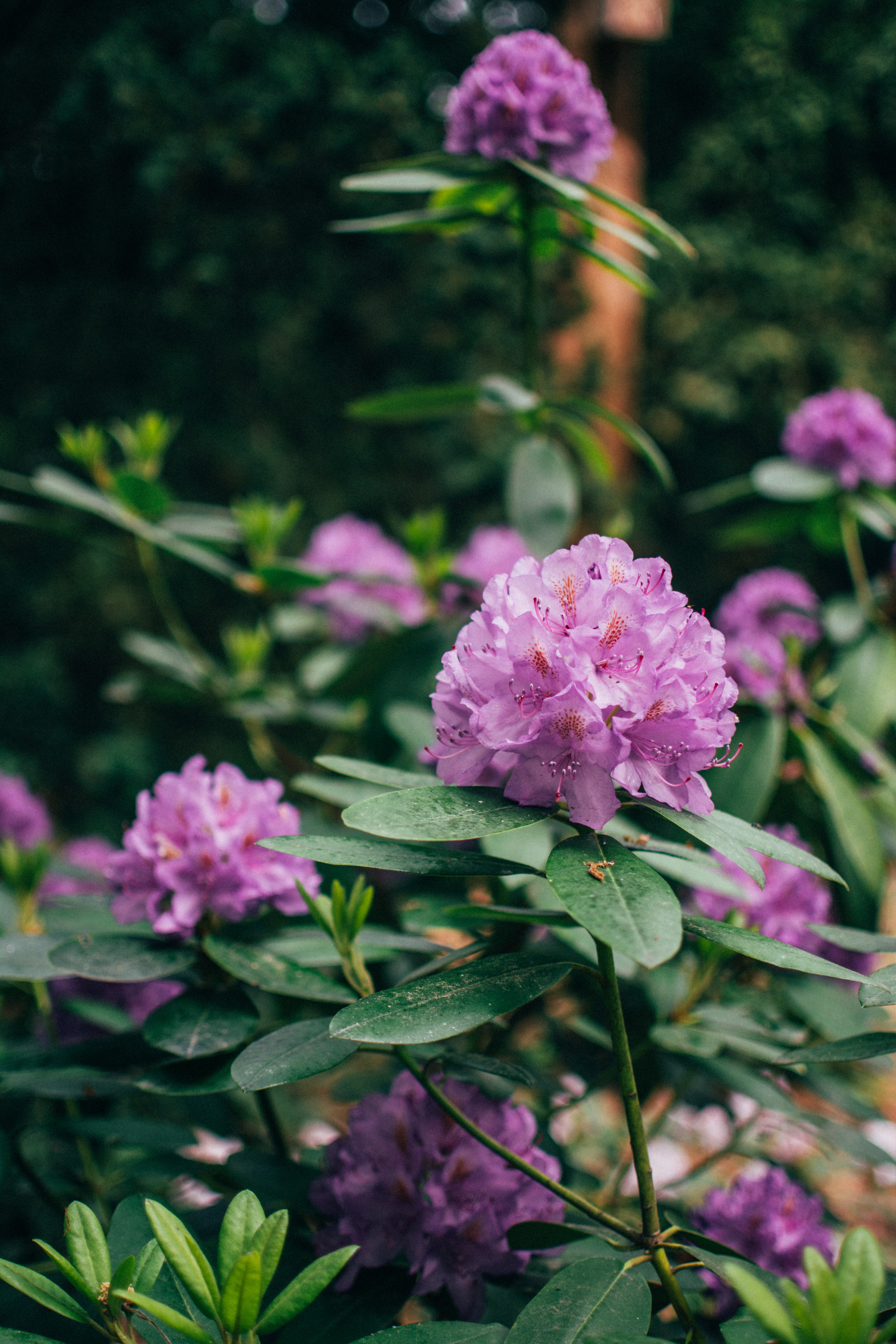 rhododendron picture 3
